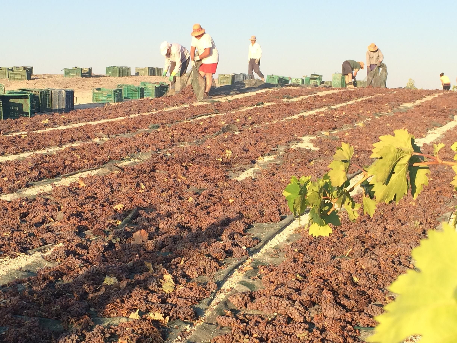 Actividad en la pasera de Bodegas Robles en Santaella, el pasado septiembre.