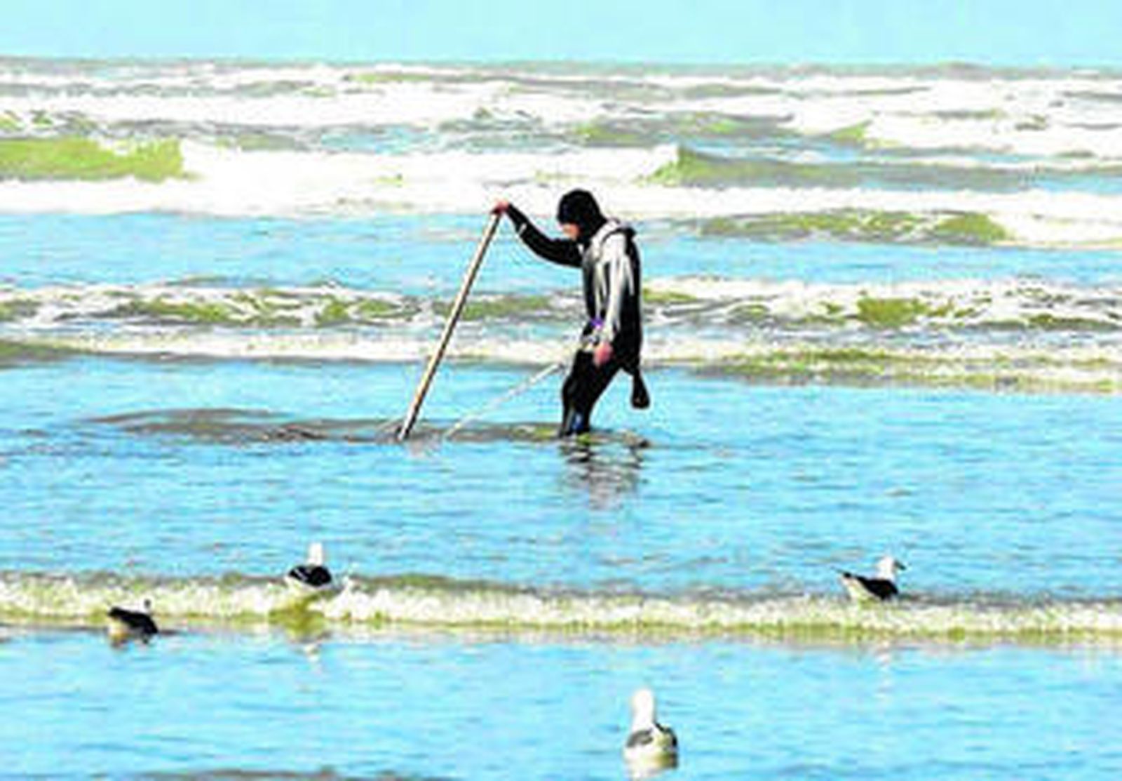 Un mariscador de coquinas, en el litoral de Doñana.