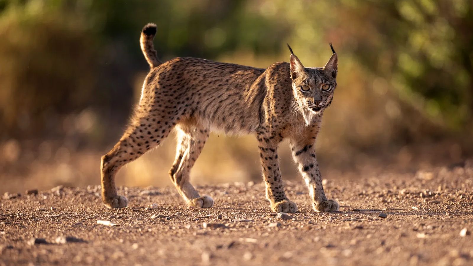 Hasta finales de mes se organizan rutas en 4x4 para ver el lince ibérico en su hábitat en Despeñaperros.