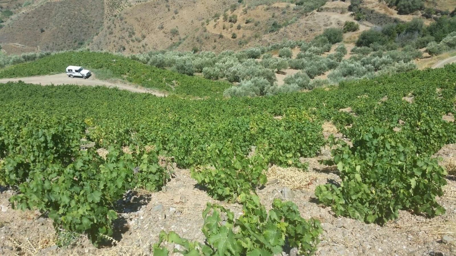 Viñedos en Moclinejo.