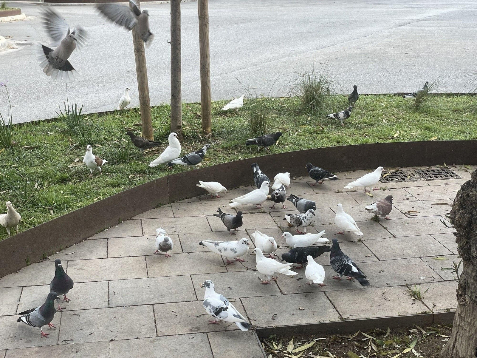 Palomas en una calle.