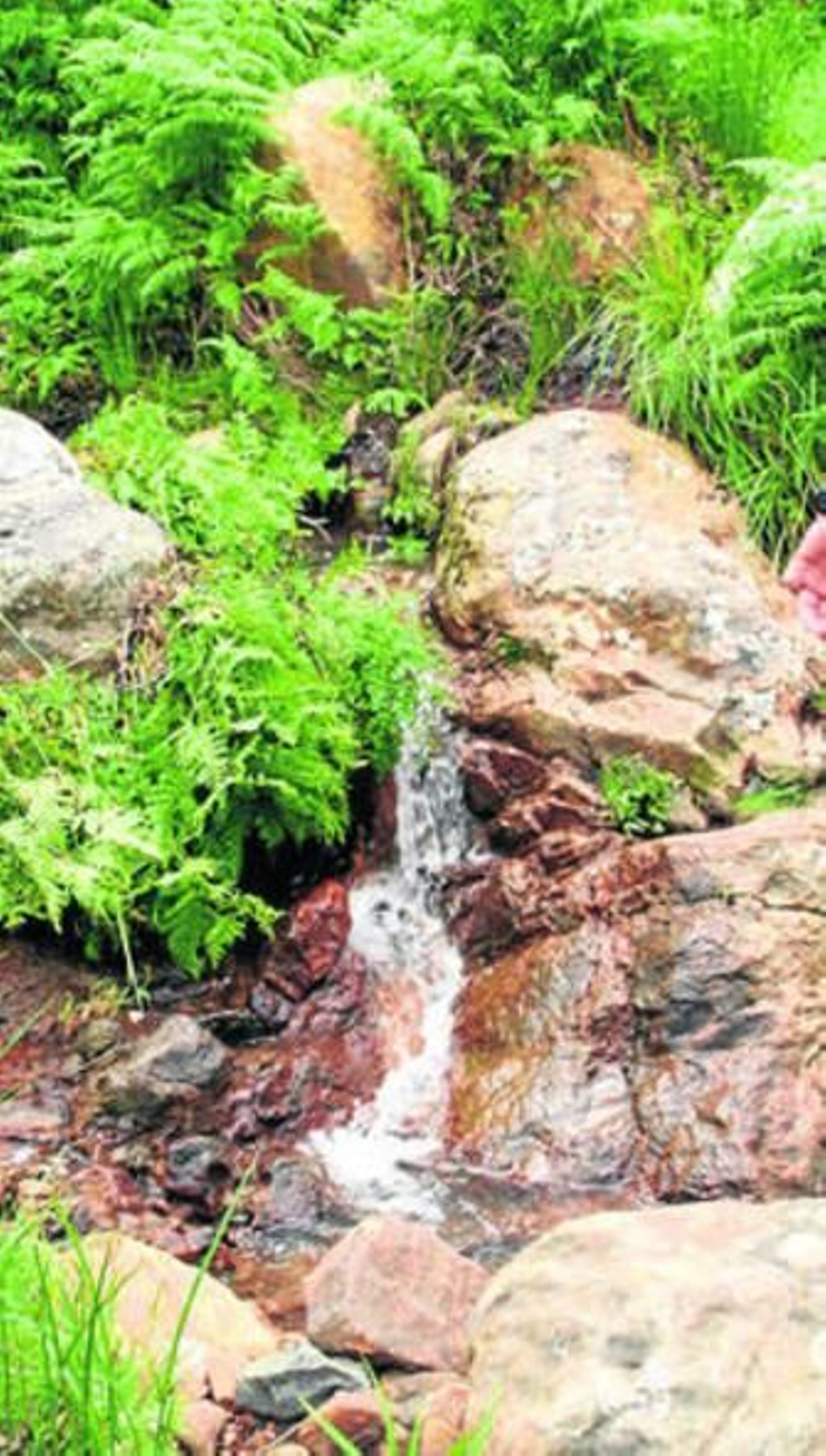 Imagen del agua del manantial, en la finca de Tarifa.