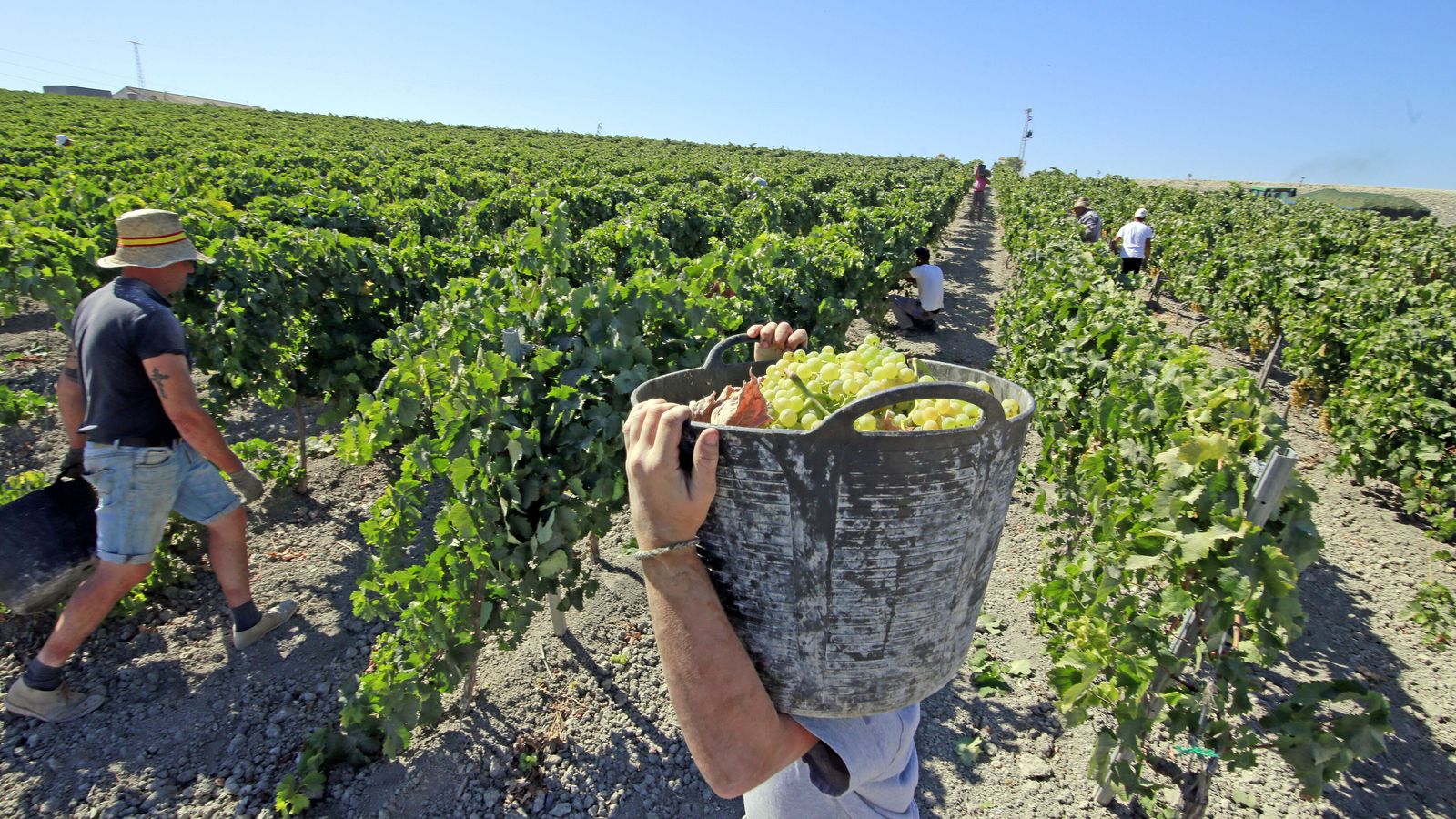 Vendimia en una viña en el Marco de Jerez.