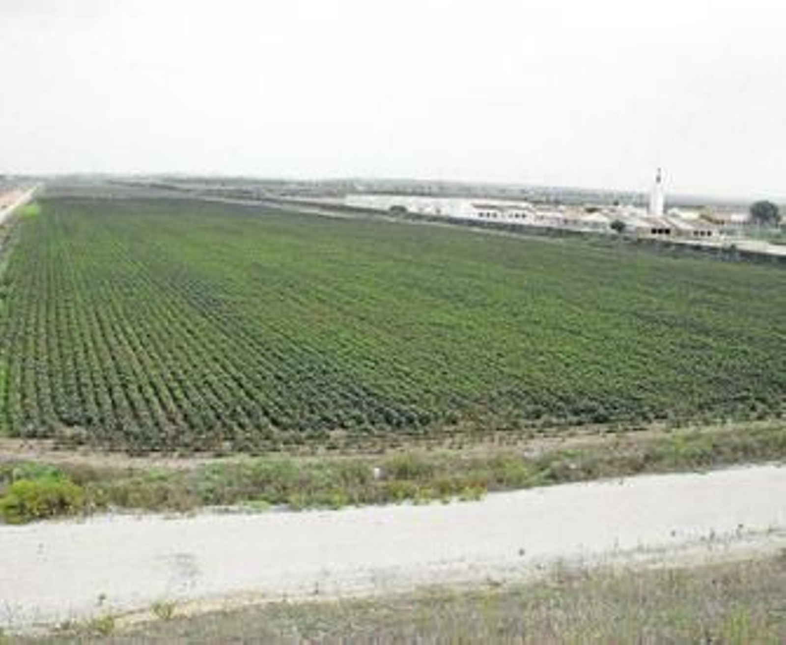 Terrenos de poblado de Doña Blanca que deben ser incluidos en el perímetro de protección del yacimiento.