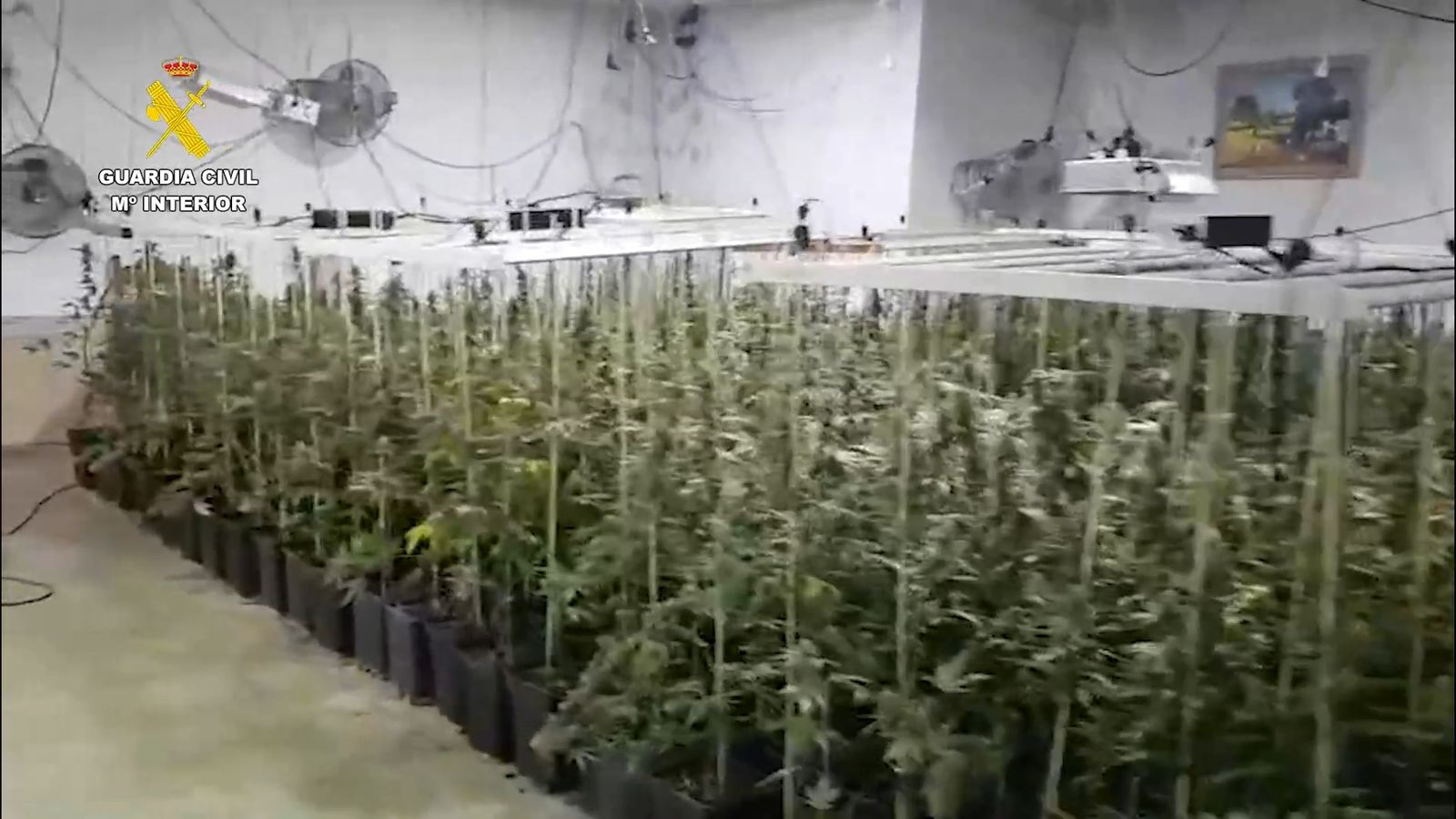 Plantación de marihuana desmantelada en La Carlota