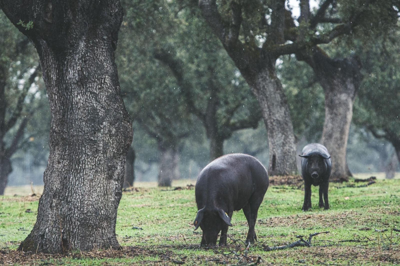 Cerdos ibéricos de Los Pedroches en una dehesa.