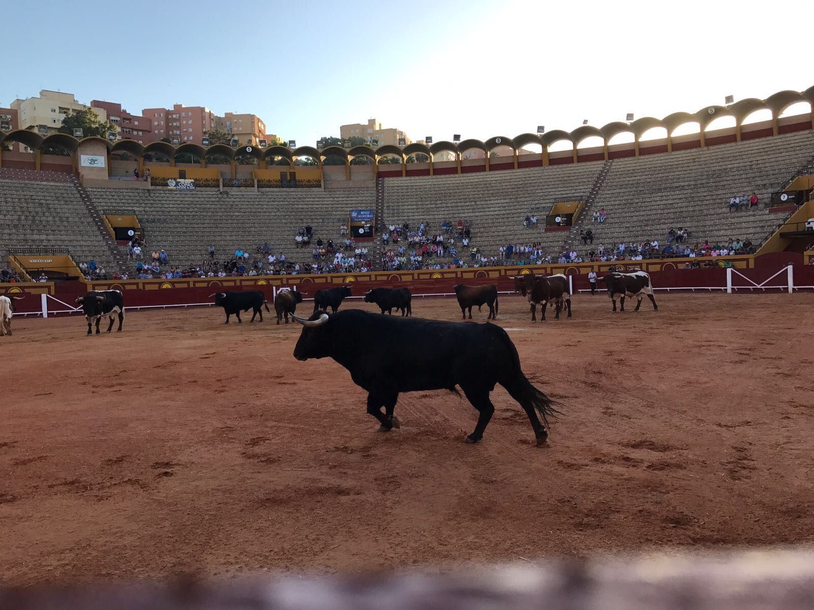 El desencajonamiento de los toros de La Palmosilla, ayer en la plaza de Algeciras.