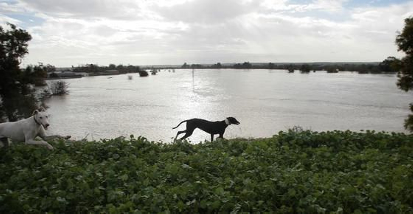 El Río Guadalquivir se desborda a su paso por Lora del Río./ J.C Muñoz