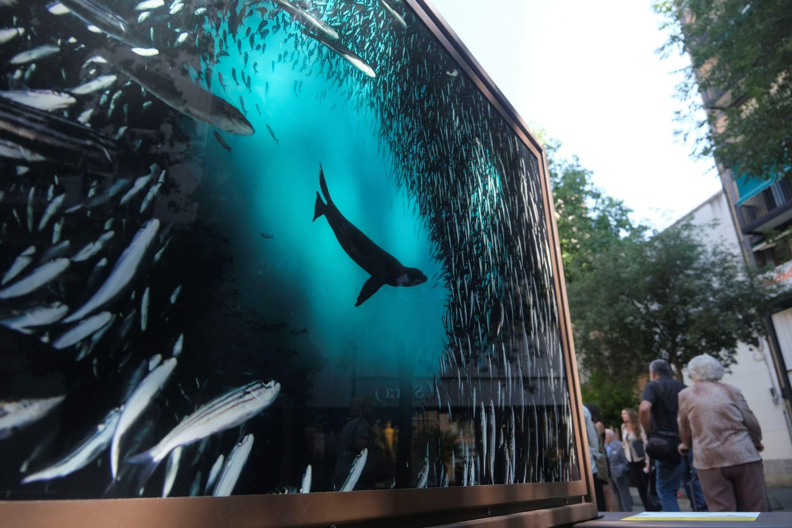 La exposición de 'National Geographic' en el bulevar del Gran Capitán de Córdoba, en imágenes