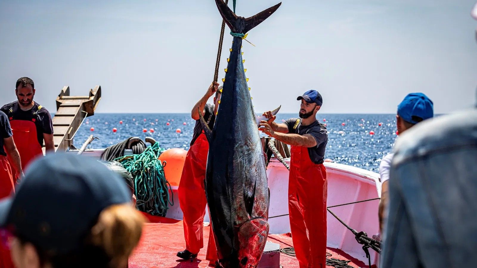 Levantá de Atún en Barbate.