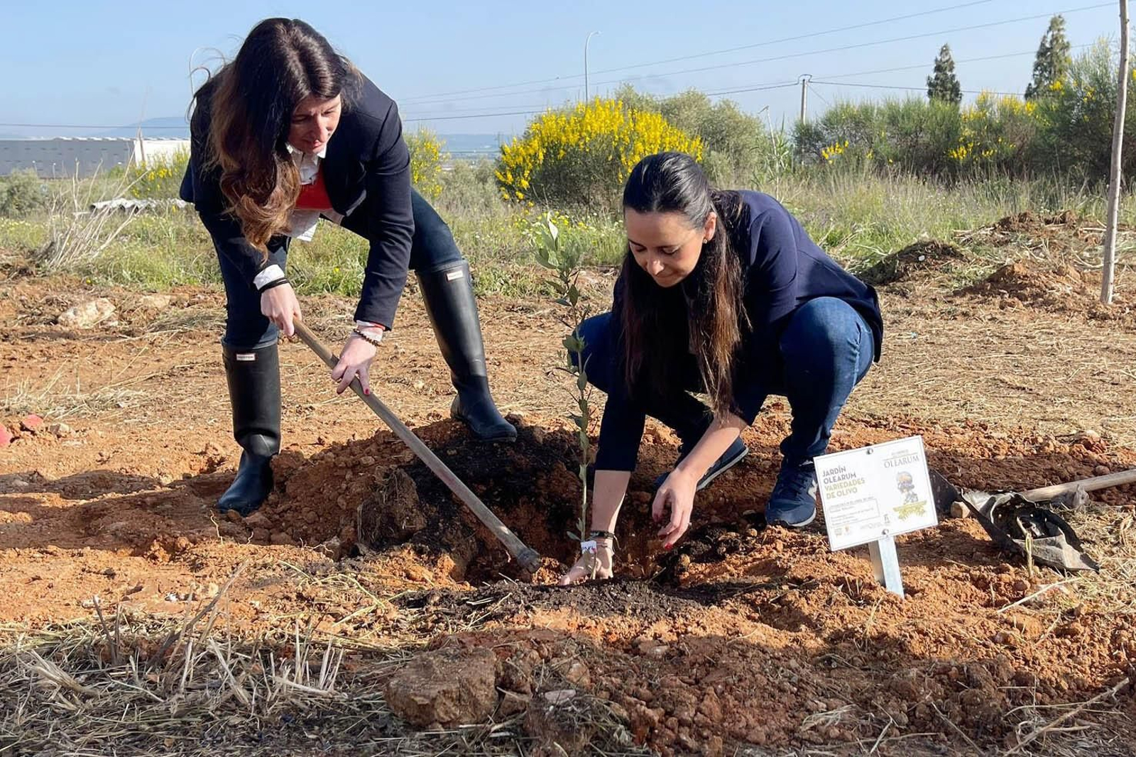 Las delegadas de Urbanismo y Turismo plantaron uno d esos olivos.