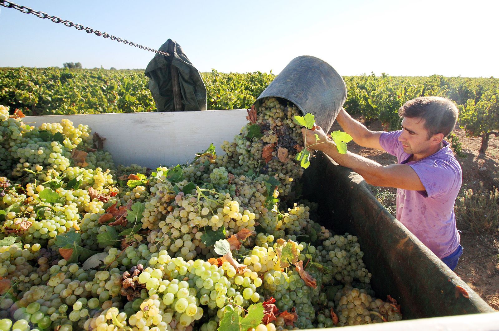 Imágenes de la vendimia en el Condado de Huelva.