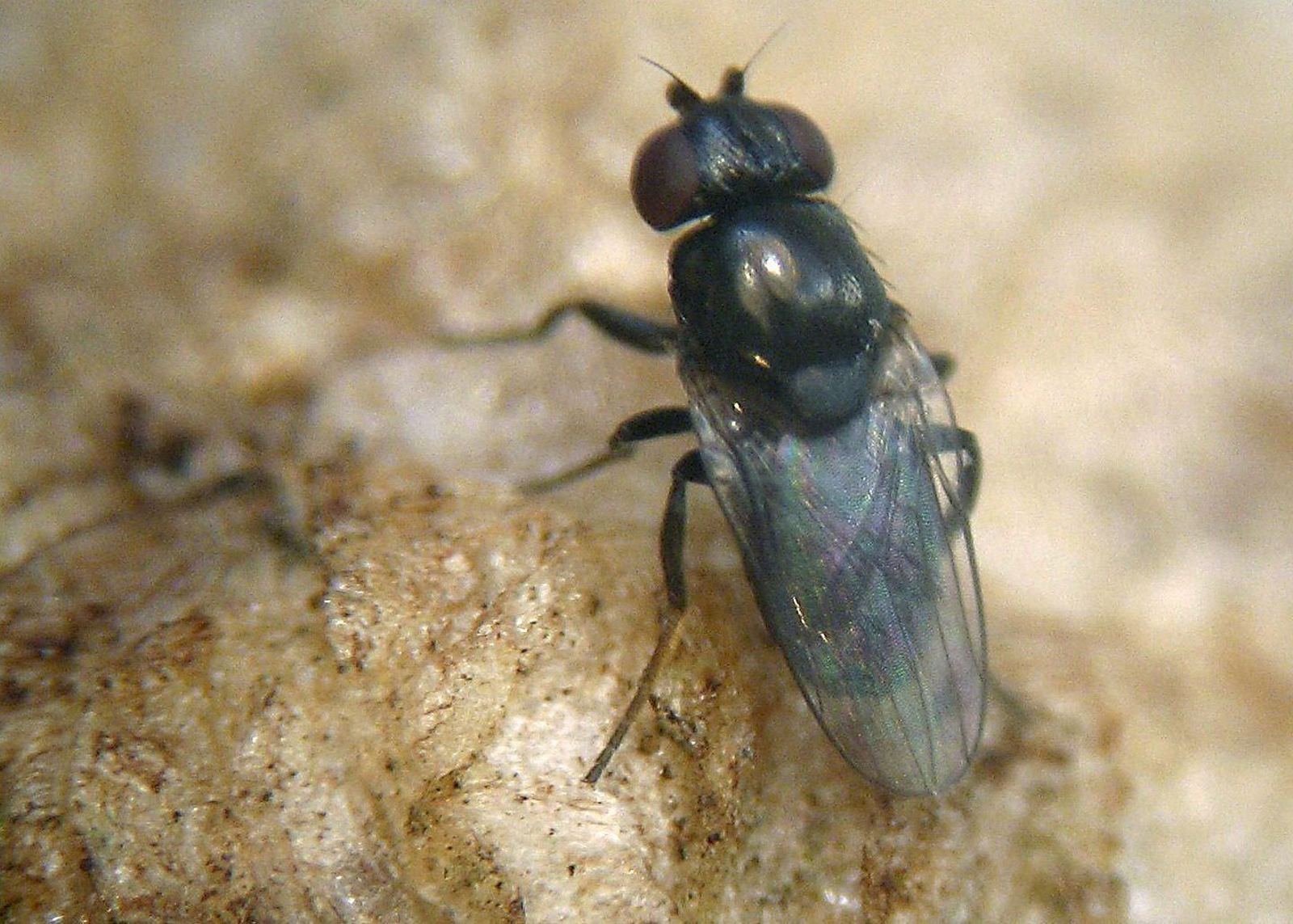 Las altas temperaturas aceleran la aparición de las plagas estivales en España
