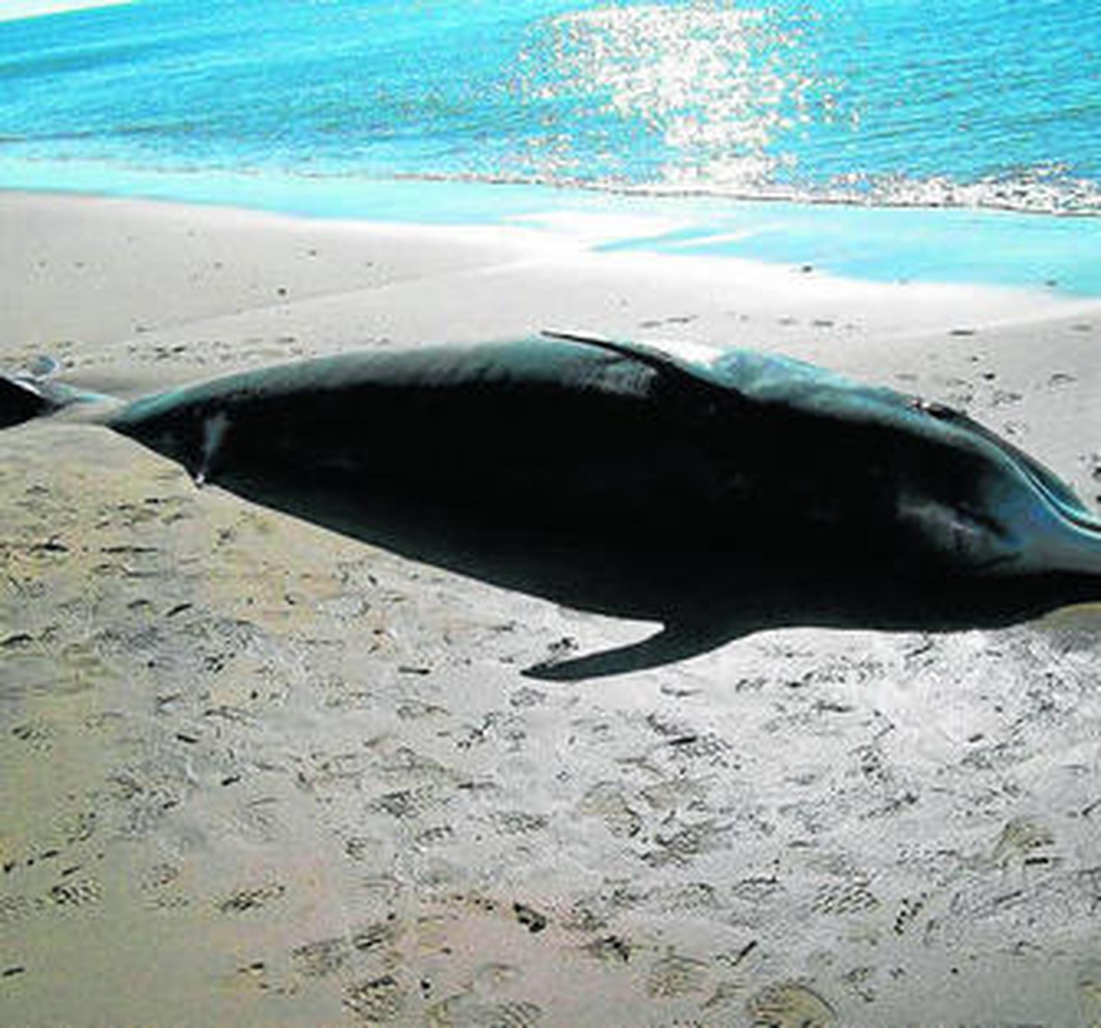 Uno de los ejemplares que ha aparecido muerto.