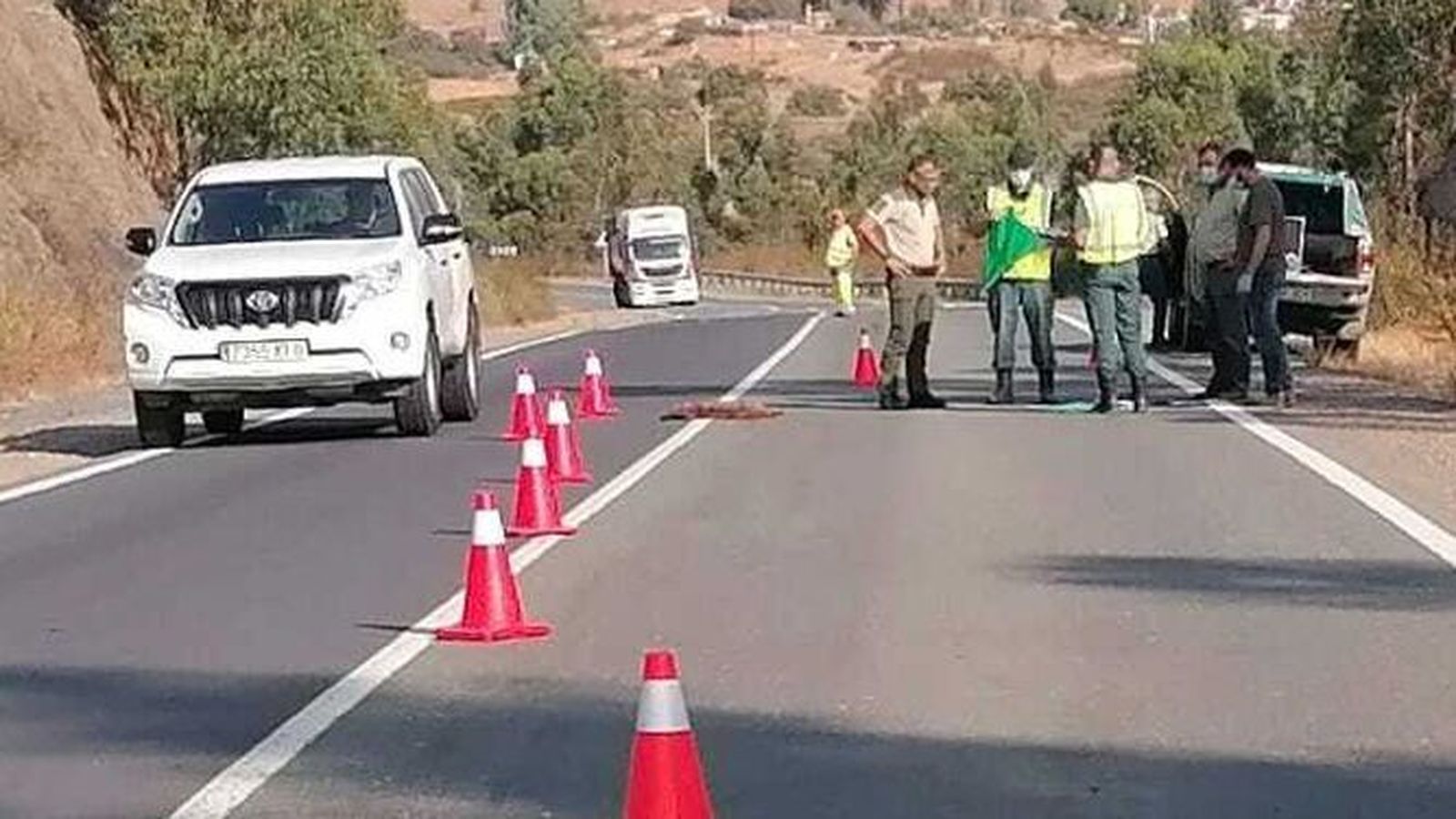 El animal en medio de la carretera muerto