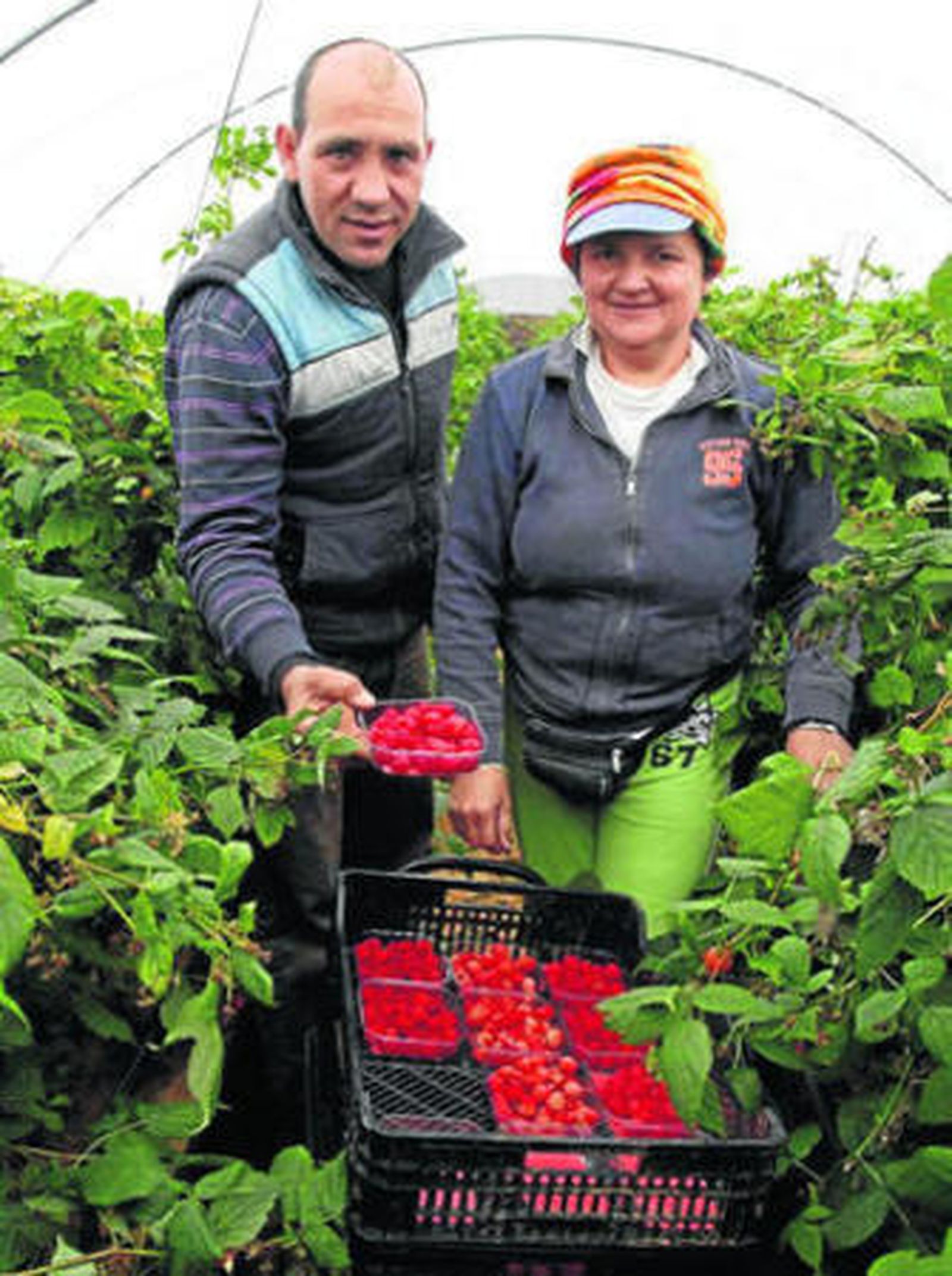 Ernesto Javier Gómez Torres muestra unas frambuesas ricas en omega-3.
