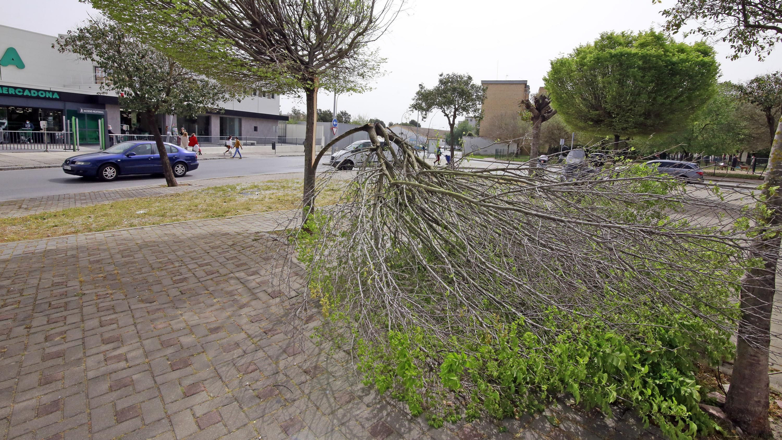Imágenes de los destrozos ocasionados por el fuerte temporal