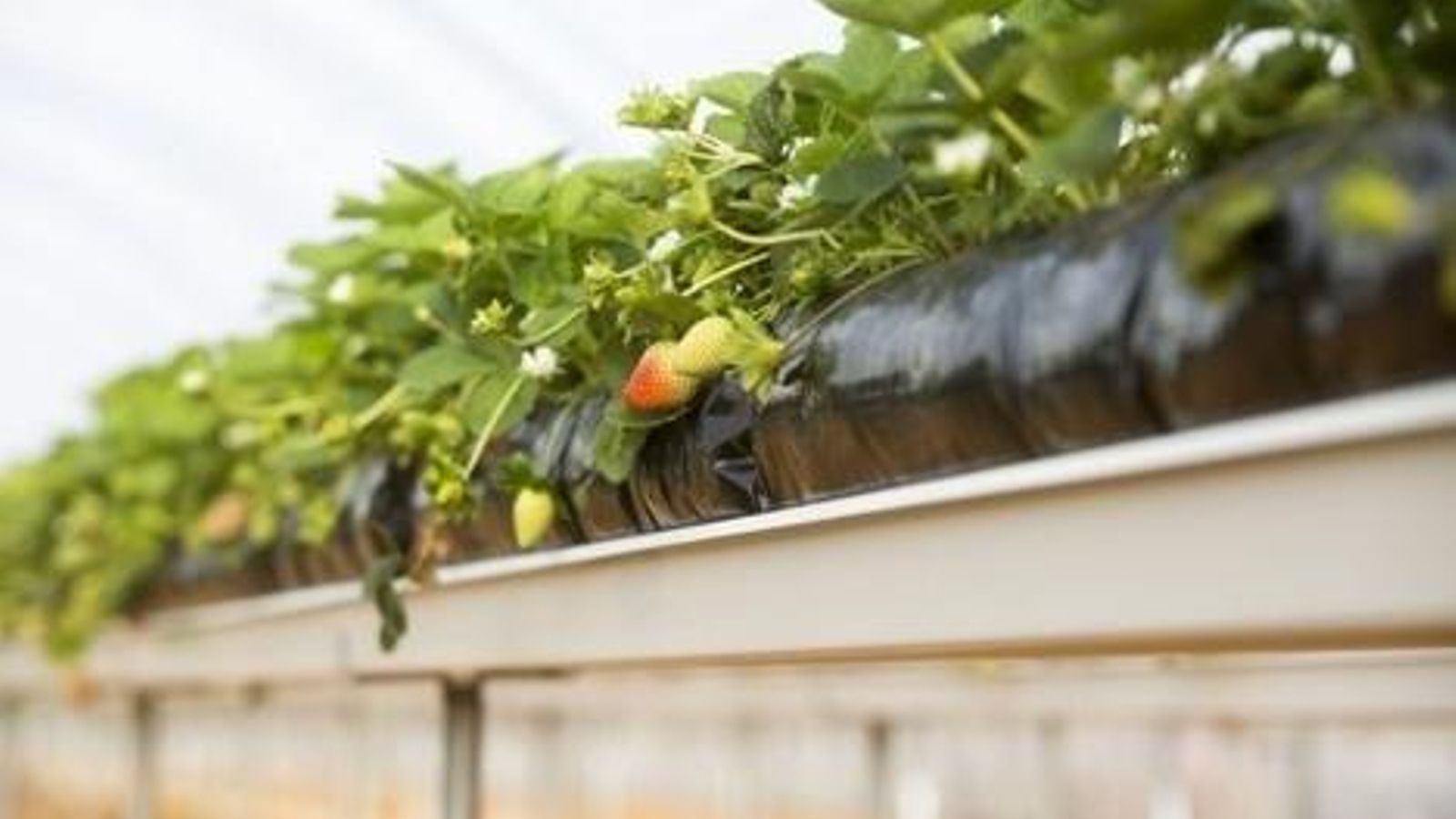 Técnicas Sanjorge apuesta por la innovación en el día a día.