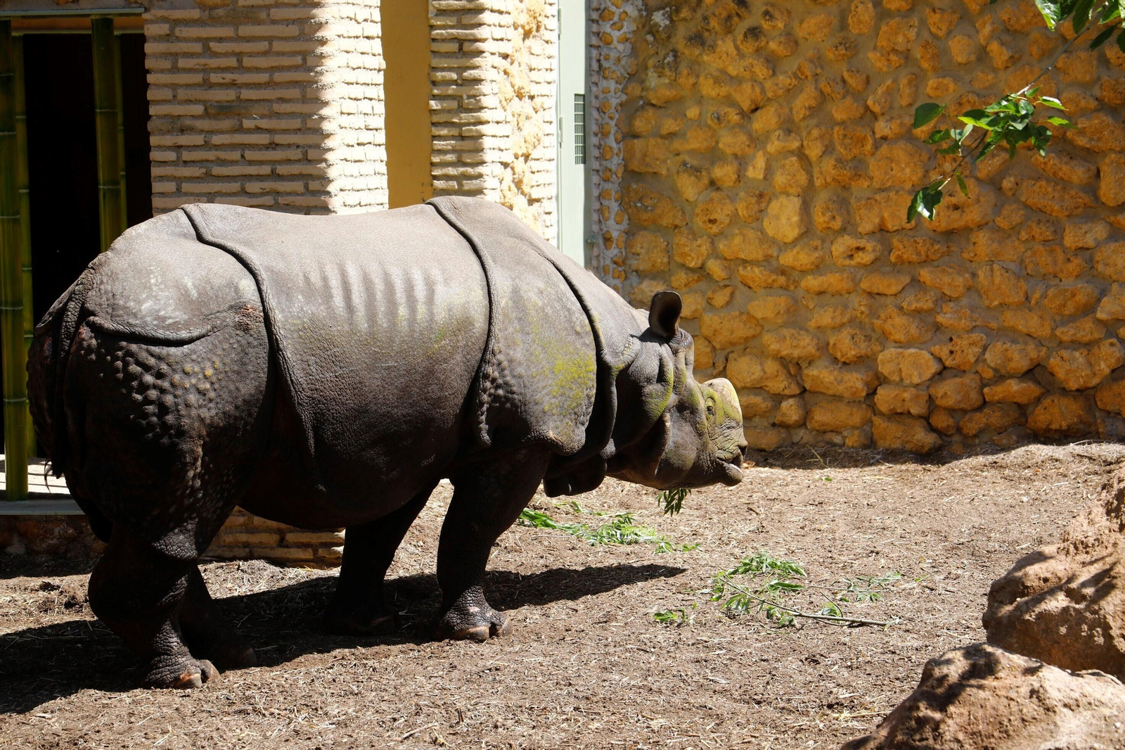 Así es Manas, el rinoceronte indio del Zoo de Córdoba