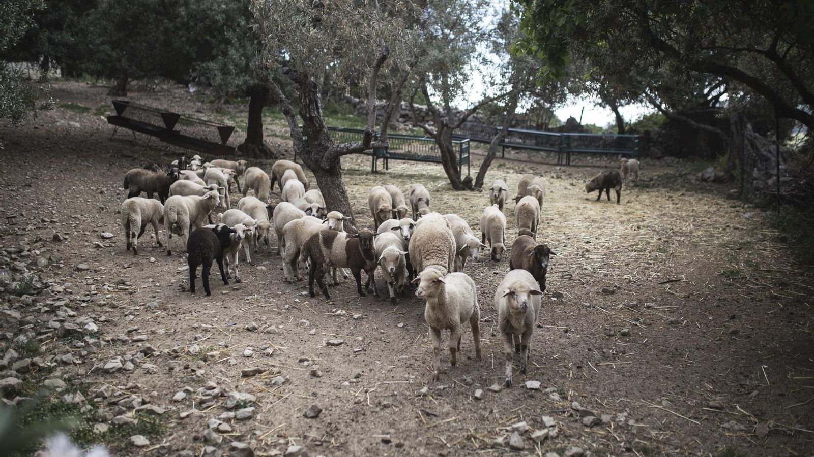 Ganado de oveja merina en Grazalema.