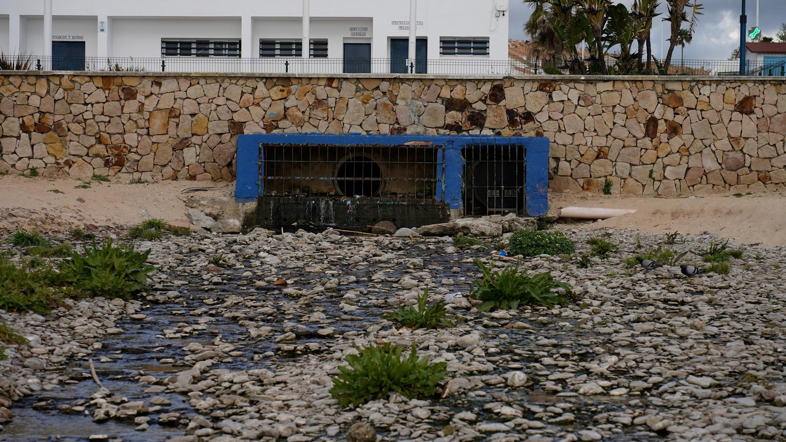 Fotos de la playa de Getares llena de cañas y desechos