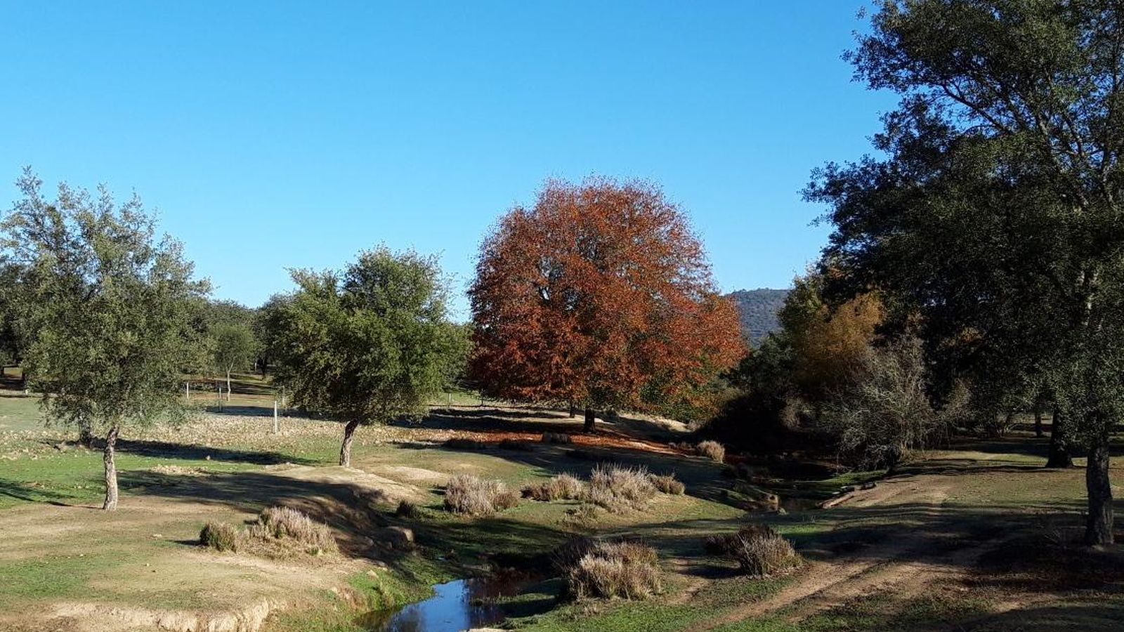Las hermosas estampas otoñales que deja el entorno del Arroyo de las Cañas.