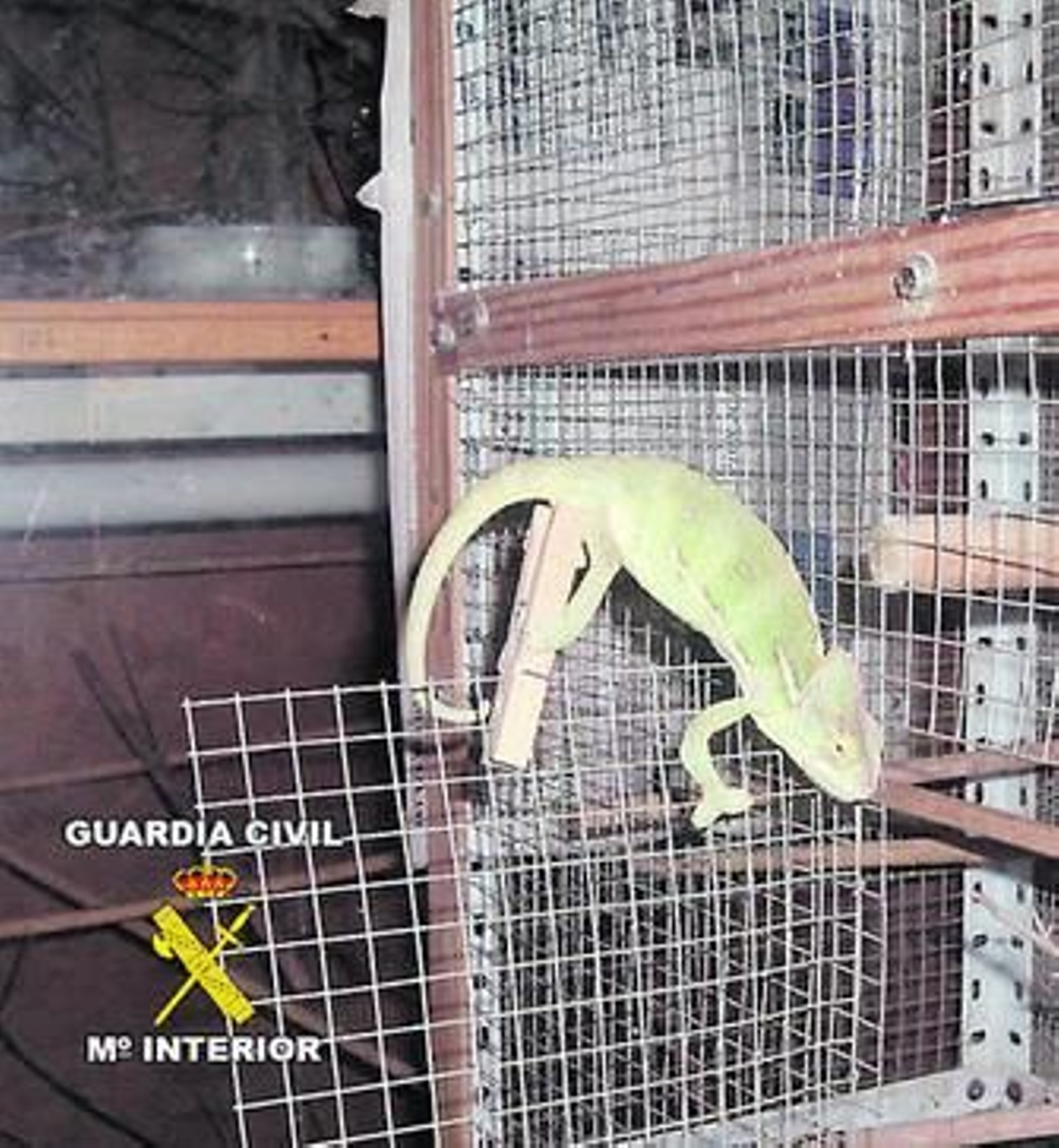 Un ejemplar de Camaleón del Yemen.