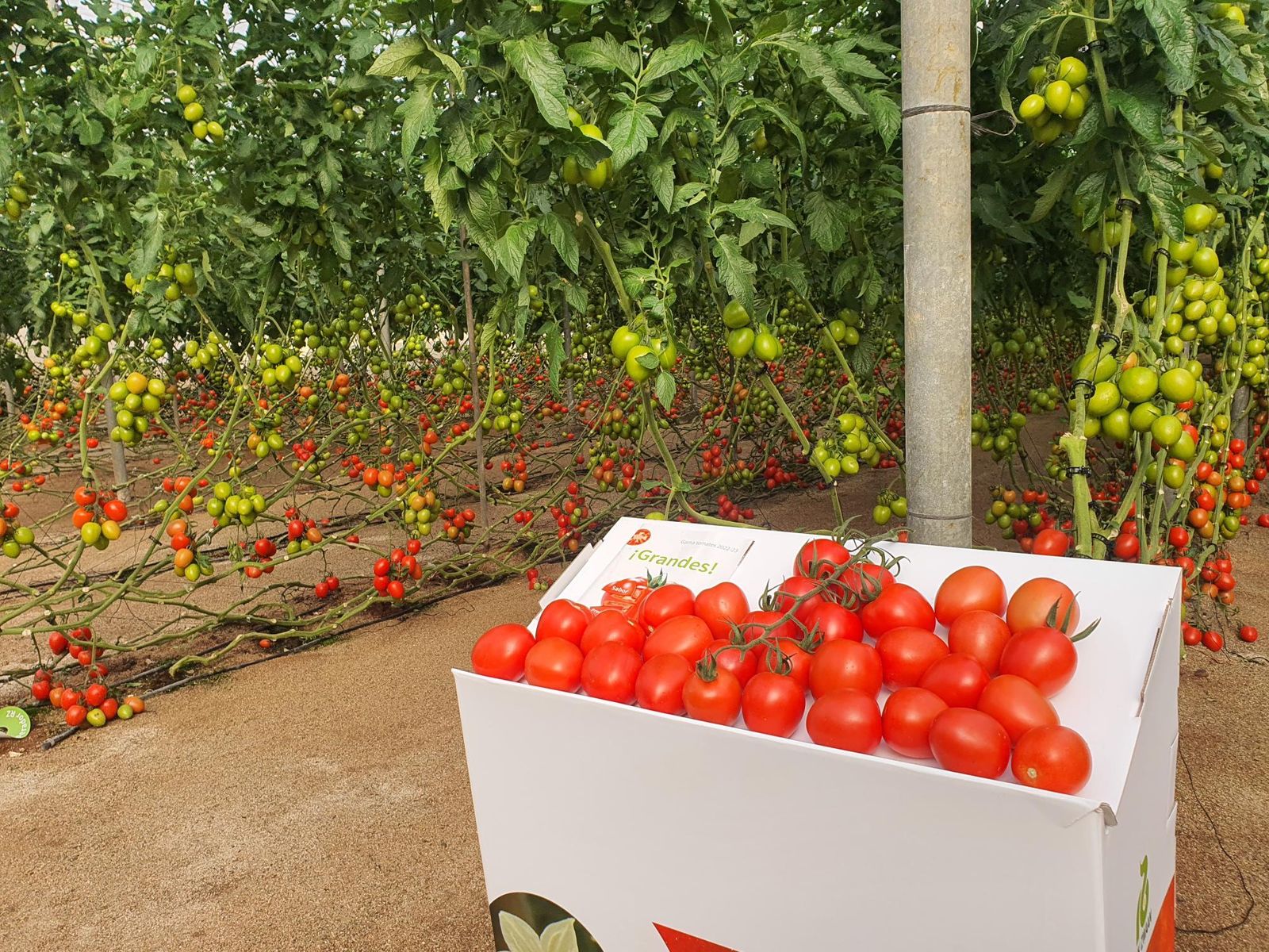 Pera para exportación presentado por Rijk Zwaan.