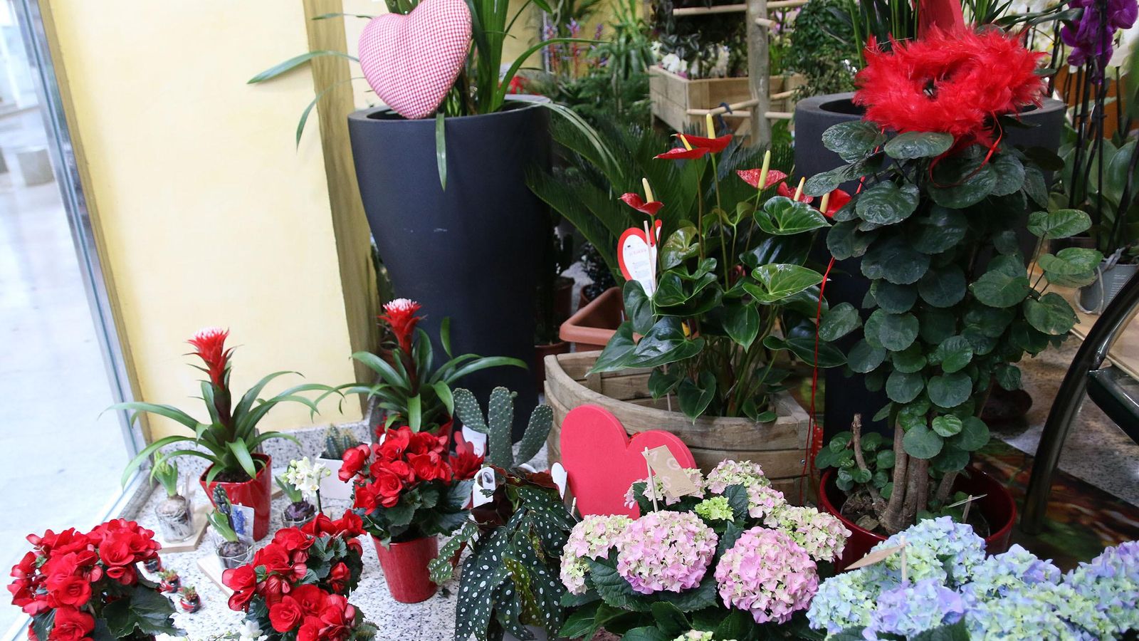 Por San Valentín, díselo con flores y plantas de Suministros Tripiana