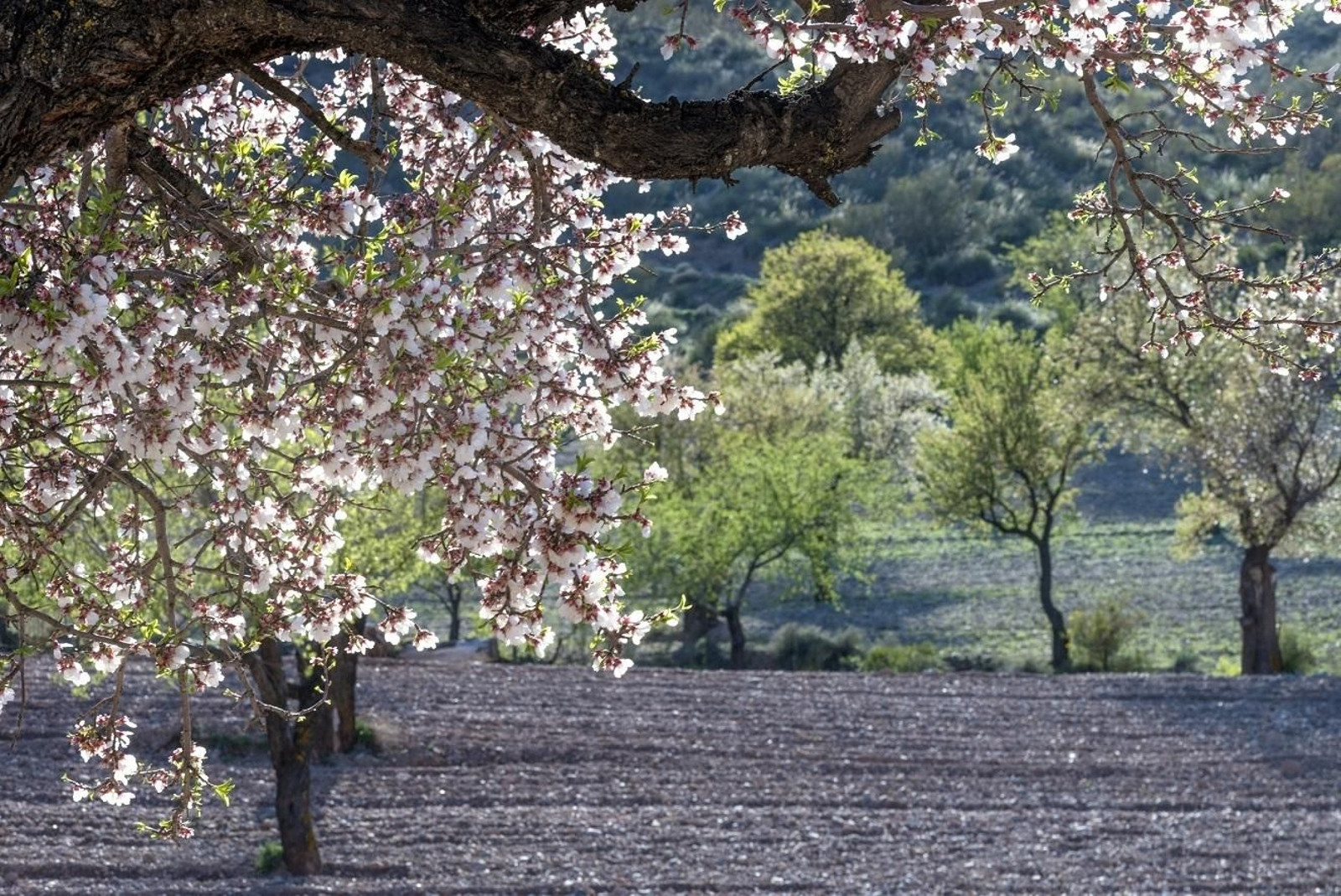 Granada se mantiene como principal productora de almendra en cáscara de Andalucía