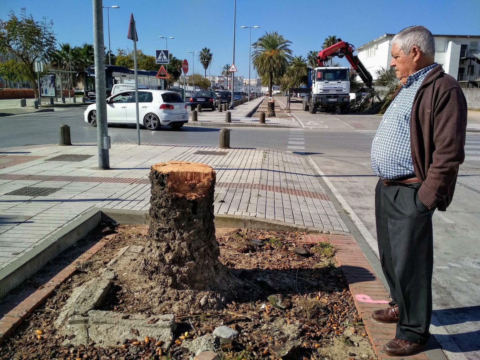 Un vecino de la barriada El Palomar observando una de las palmeras taladas esta semana.