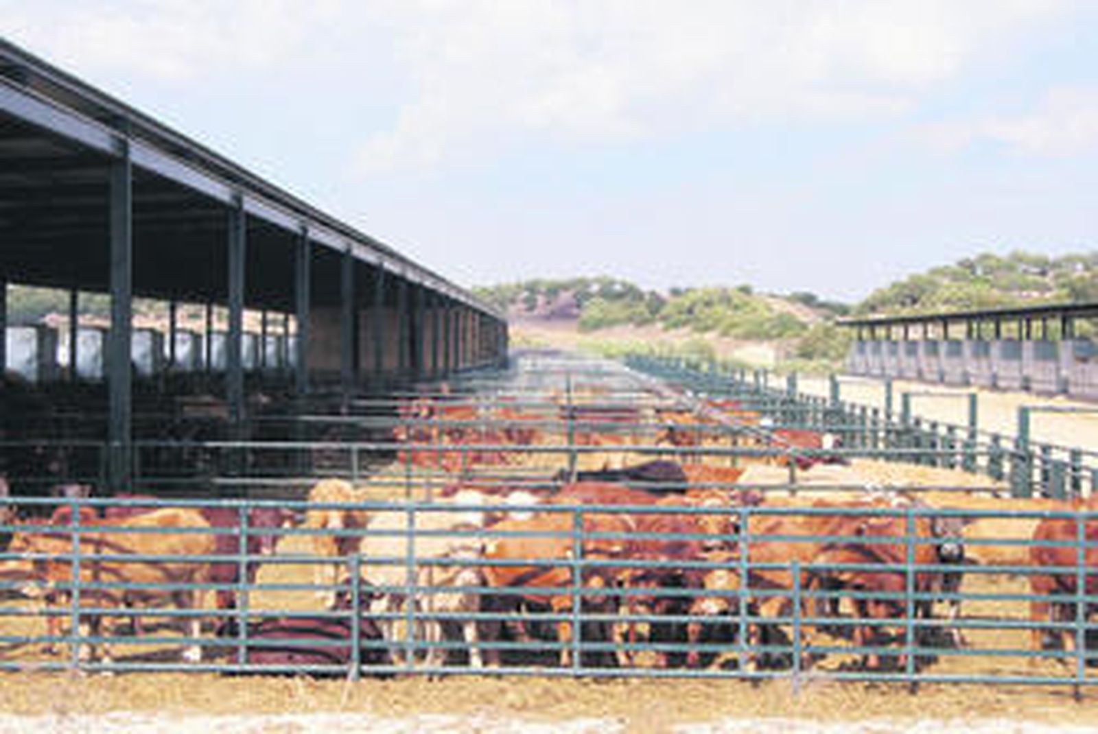 Las reses son criadas con piensos ecológicos en el cebadero creado a los pies de la nacional 340.
