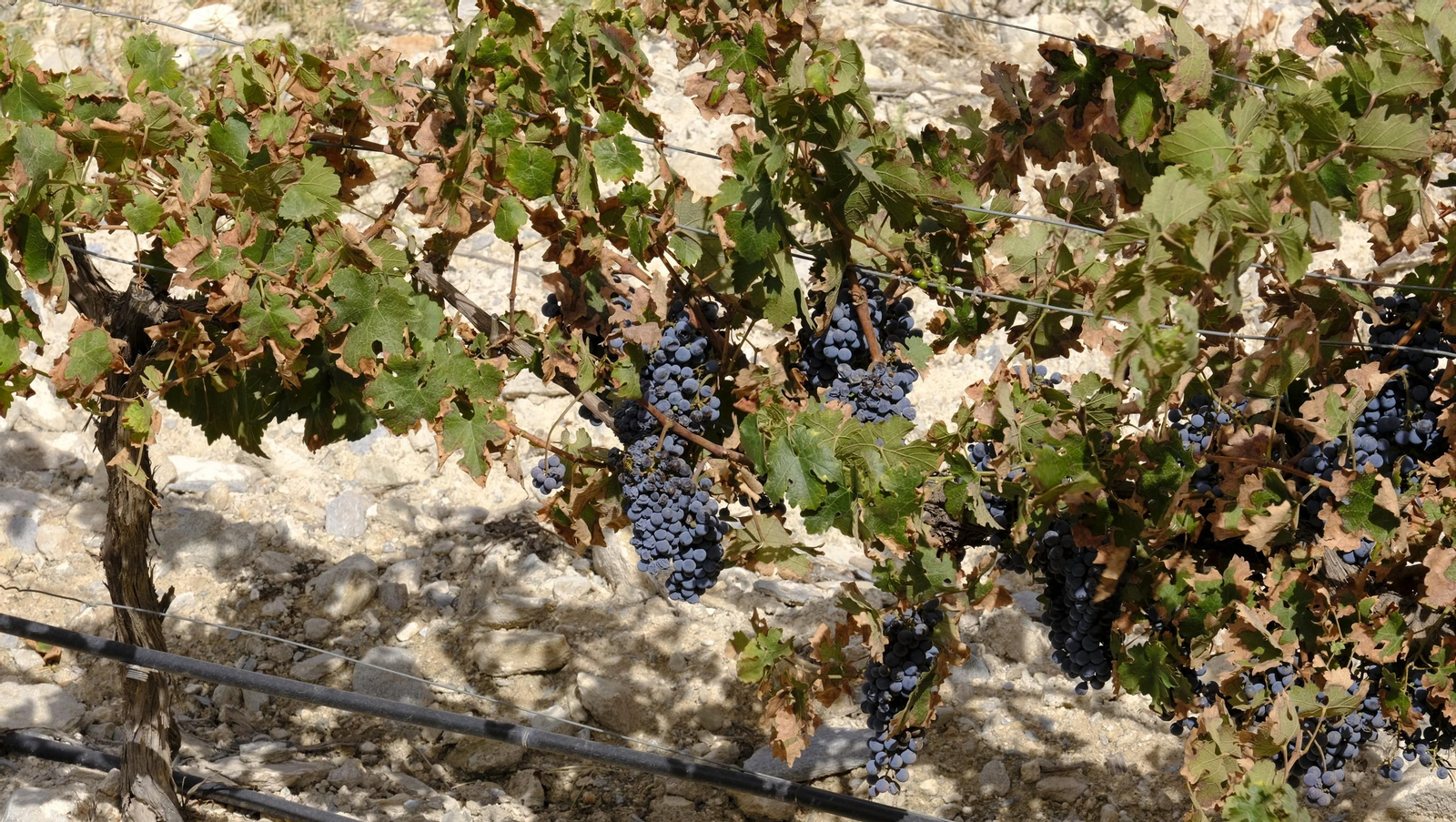 Llega la vendimia a las Bodegas Perfer, en Uleila del Campo