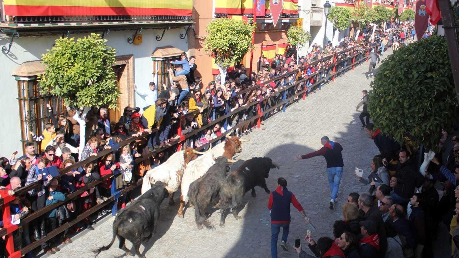 Un instante del encierro en honor a San Sebastián en La Puebla del Río.