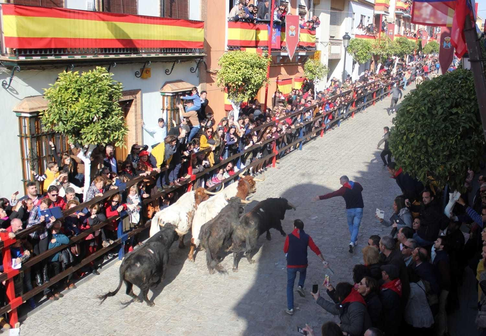 Un instante del encierro en honor a San Sebastián en La Puebla del Río.