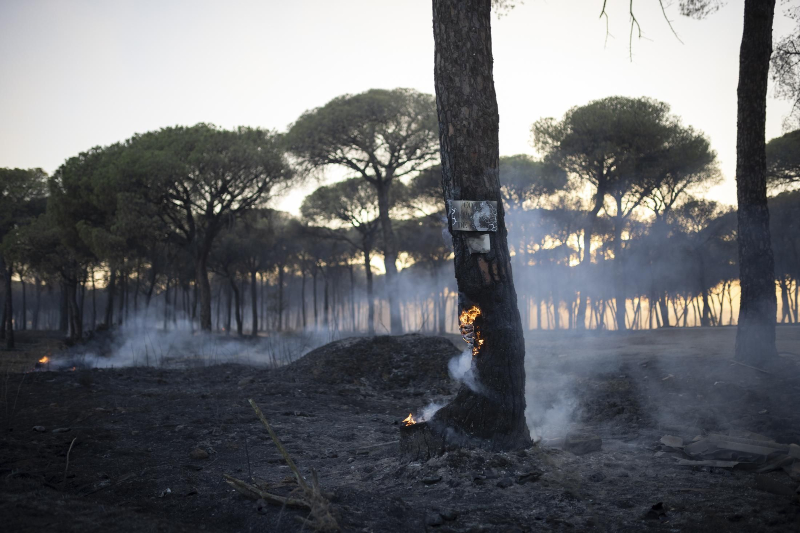 Imágenes del incendio de Bonares