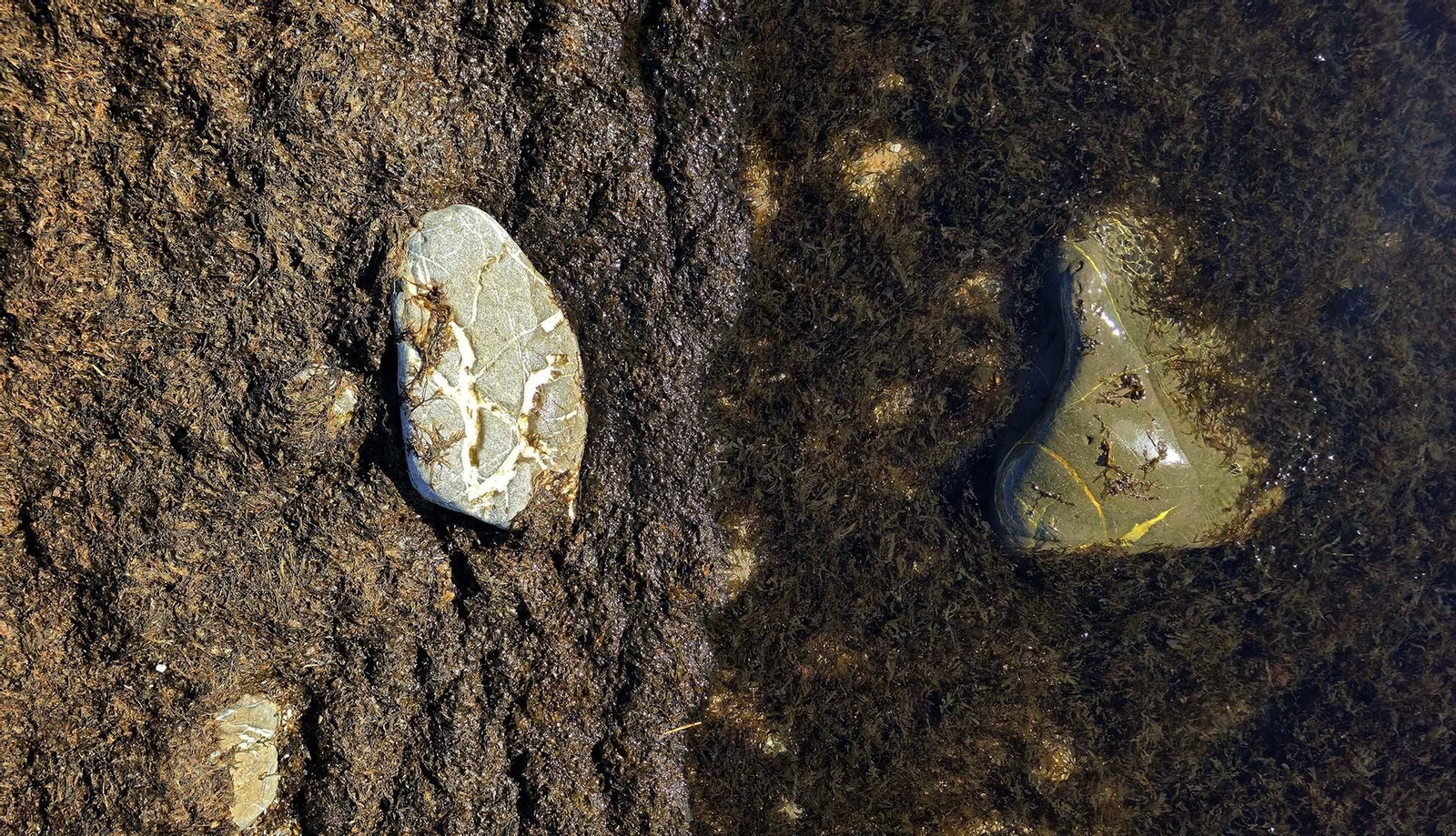 Imágenes del manto de alga parda en la playa de Getares