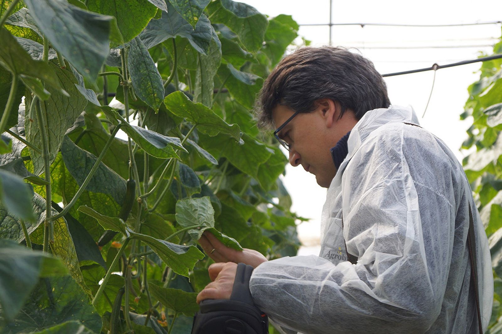 El investigador de Agrobío Enric Vila observa la alimentación con presa en pepino, muestra de la sostenibilidad en los invernaderos en los que se utiliza control biológico