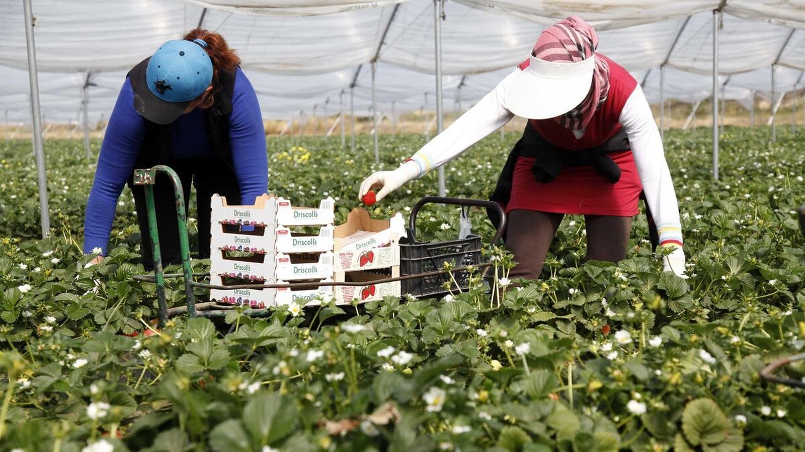 Temporeras recogen fresas en una explotación de la provincia de Huelva