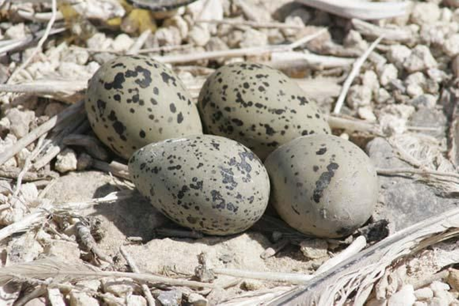 La Junta ejecuta un proyecto para ampliar la explotación de las salinas en El Puerto y la zona de nidificaciones


Foto: Andres Mora