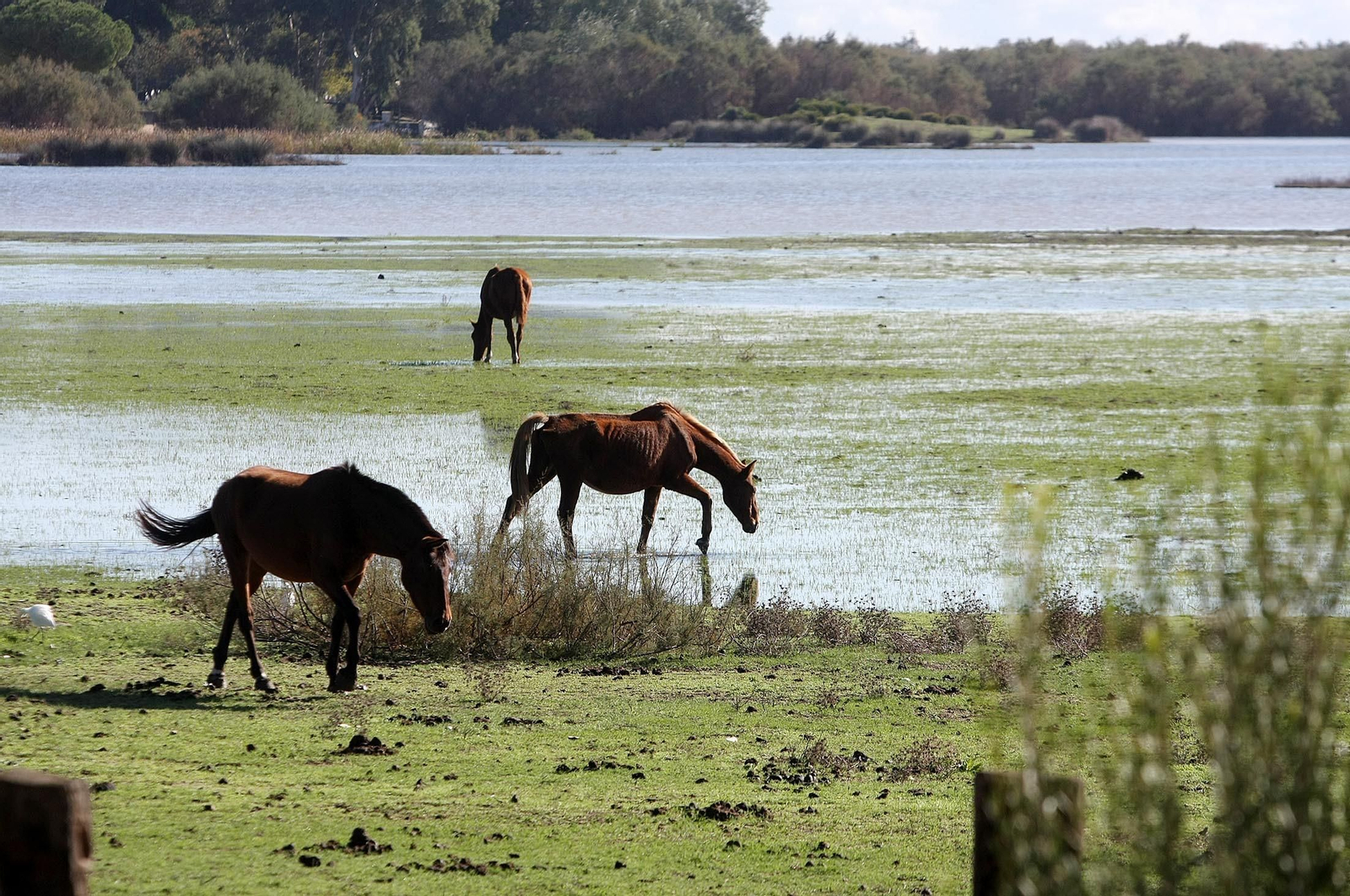 Equinos en marismas de Doñana.