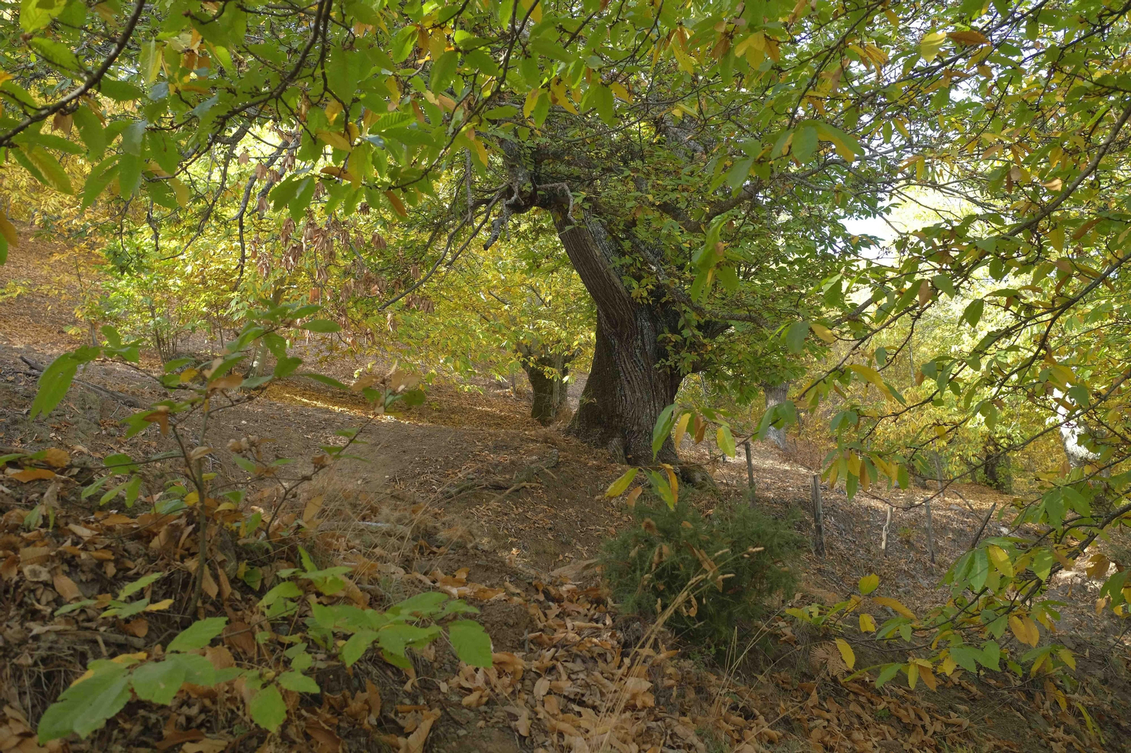 El Bosque de Cobre, en imágenes