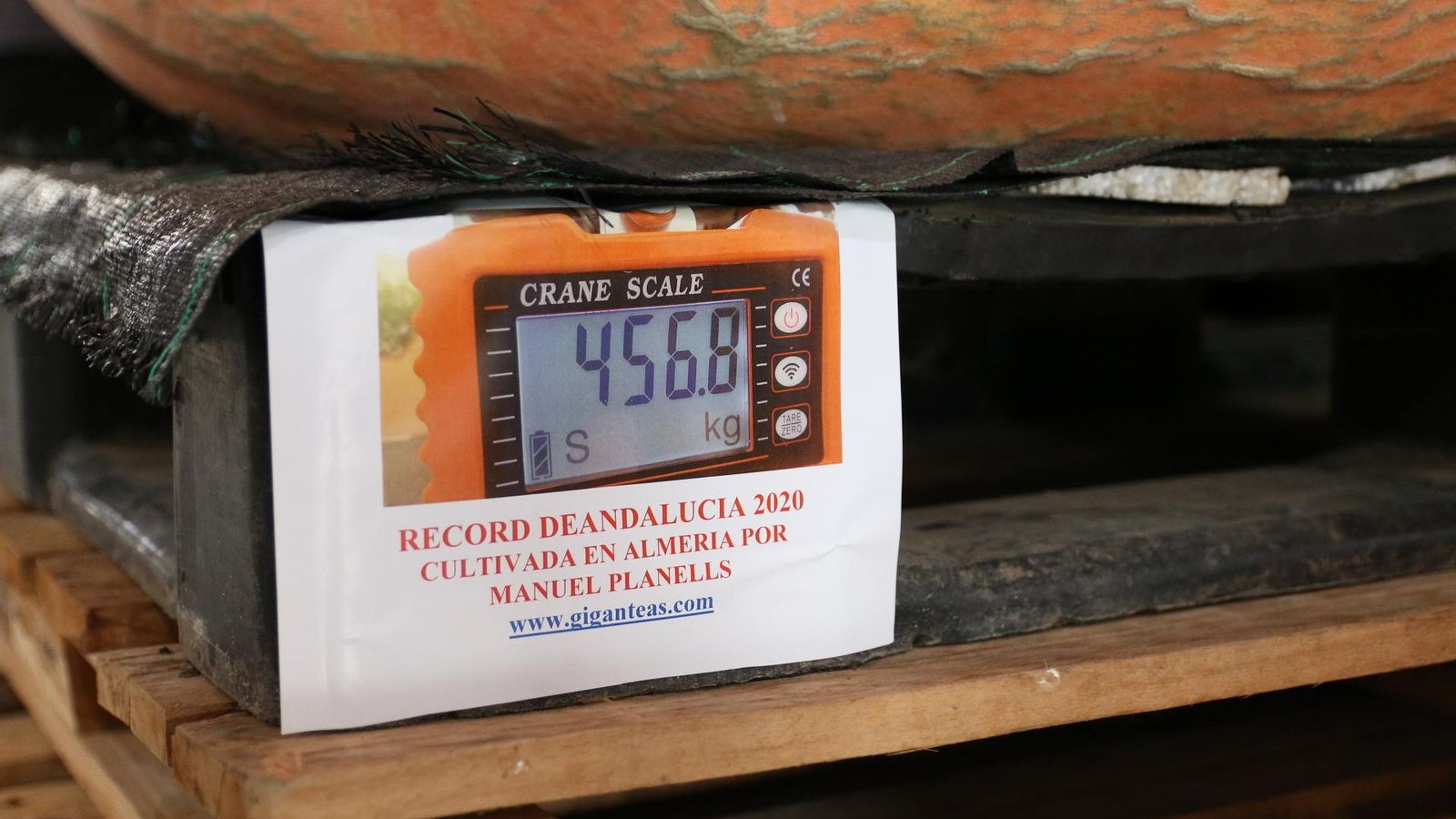 Detalle del peso que ha marcado el fruto gigante en la báscula.