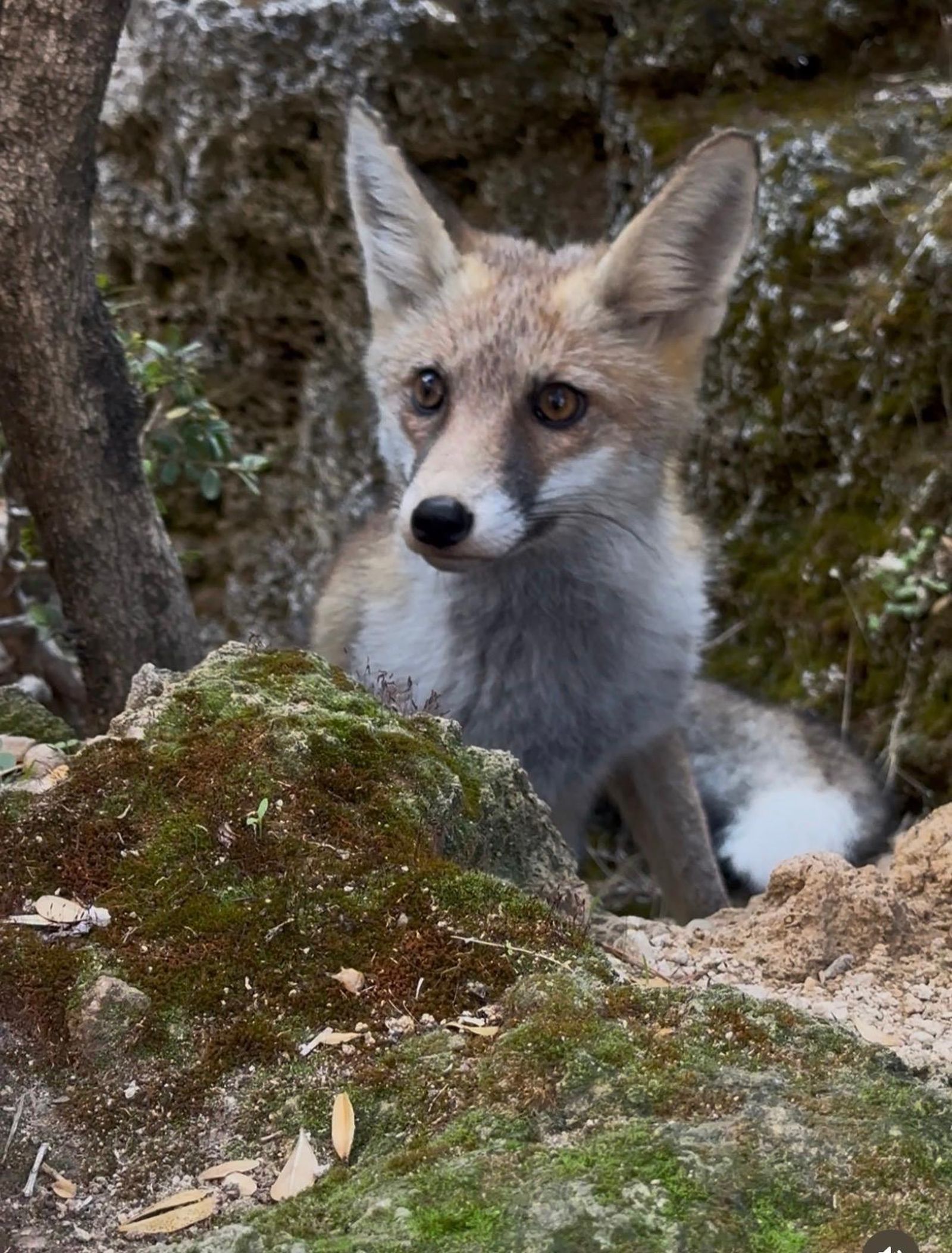 Un zorro captado por Ramón Carrasco en la ruta del Río Borosa.