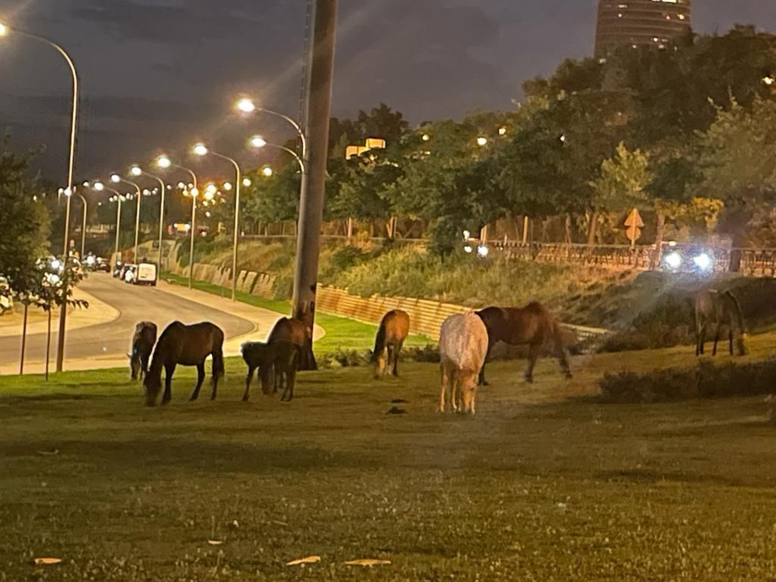 Caballos sueltos en el parque Vega de Triana de Sevilla