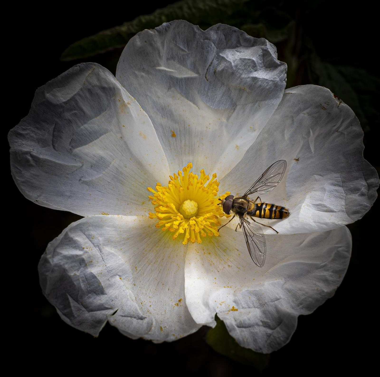 Una de las flores que recoge la obra.