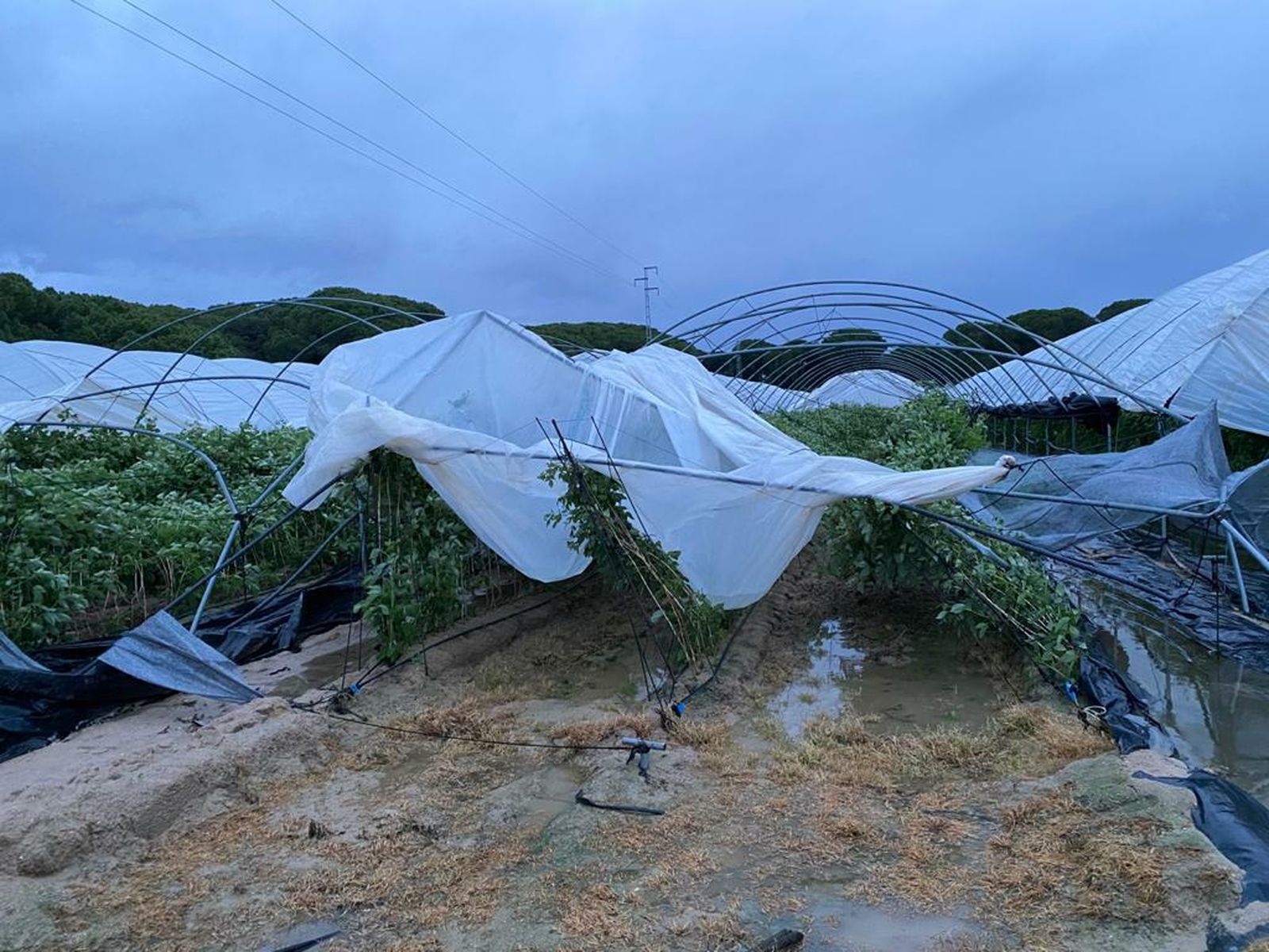 Una de las explotaciones afectadas con los plásticos completamente arrancados.