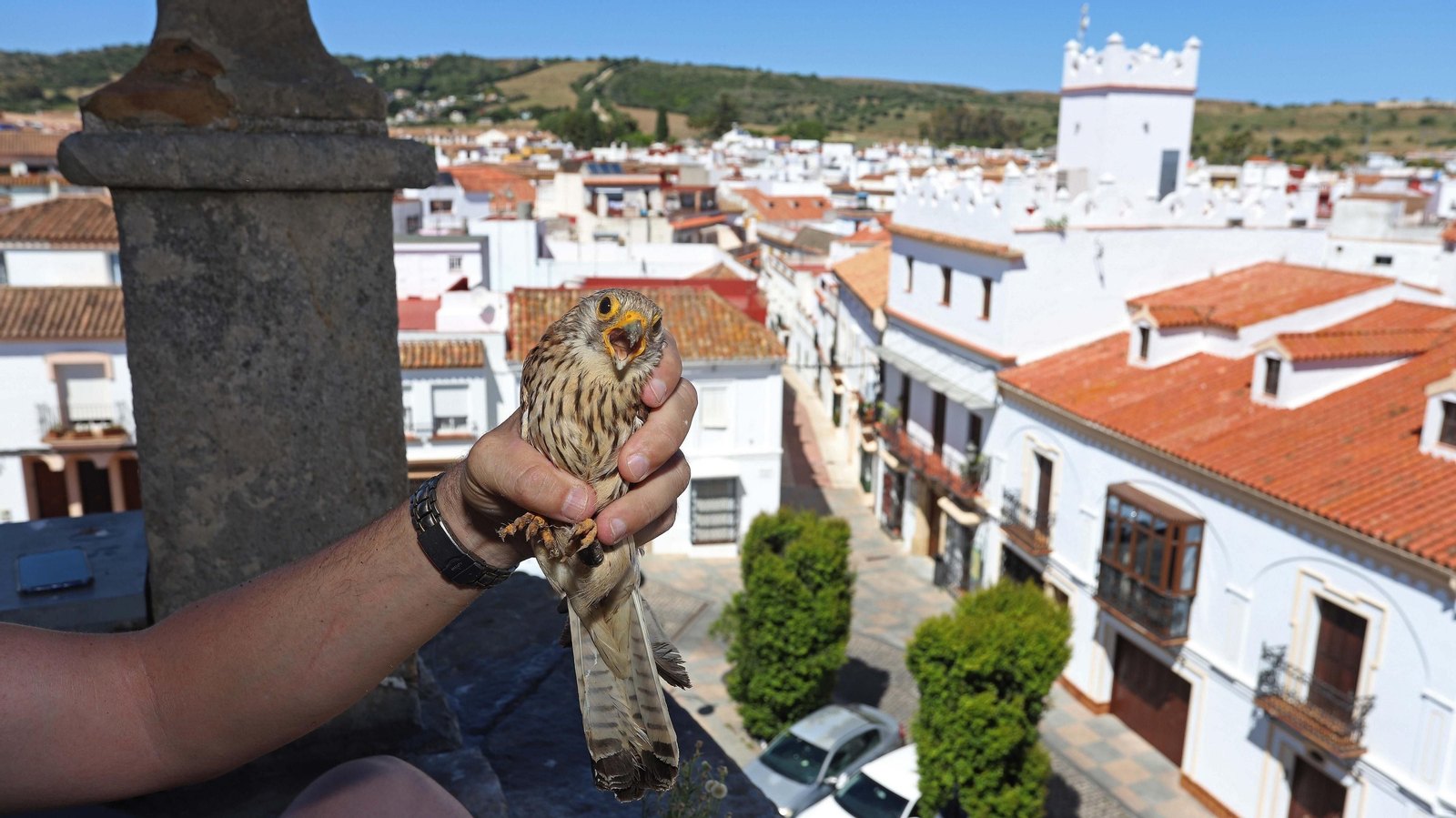 Anillamiento de cernícalos primilla del grupo Tumbabuey en Los Barrios