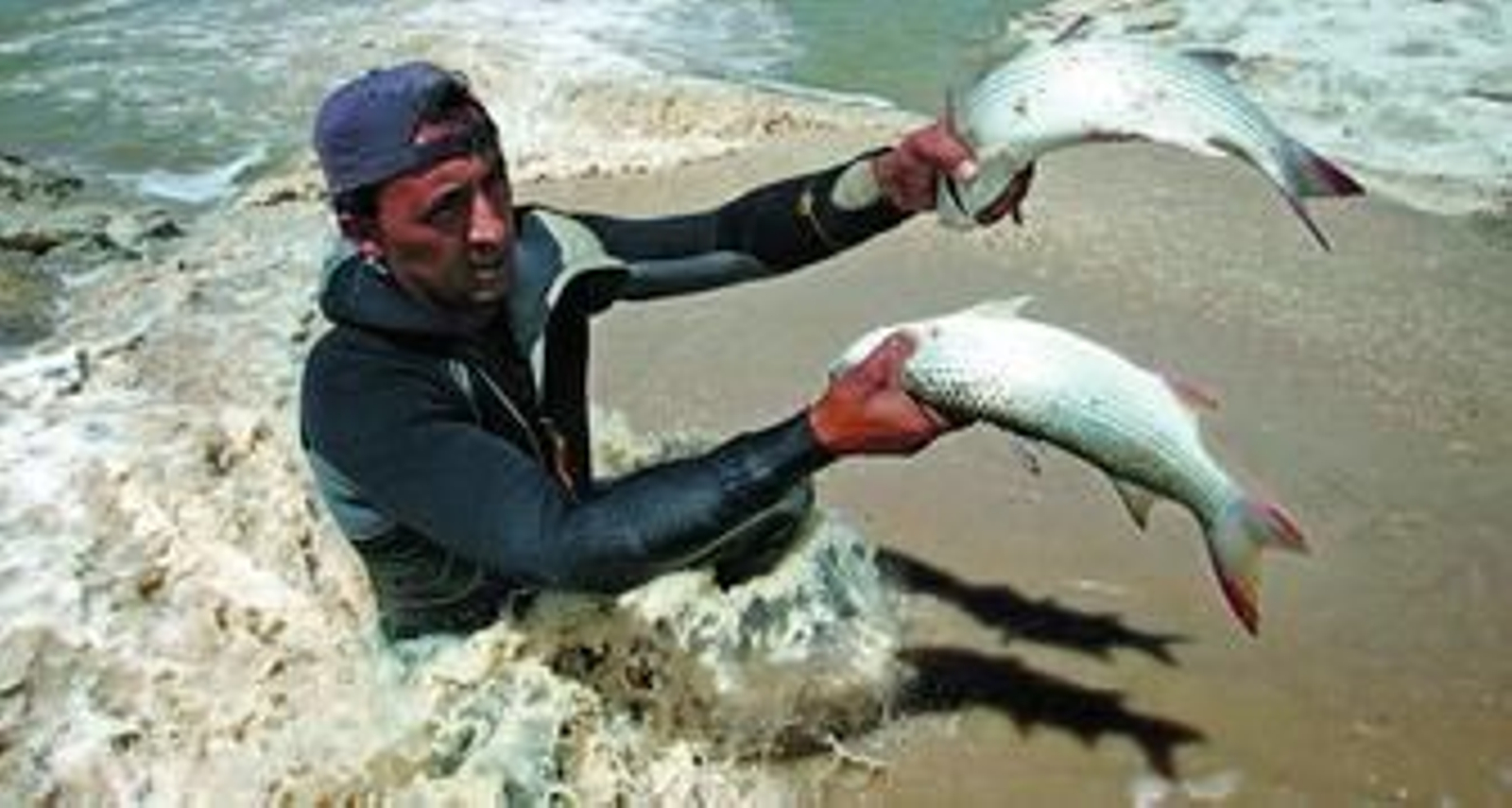 Un trabajador de la empresa acuícola de Trebujena atrapa dos peces entre las aguas de color marrón.
