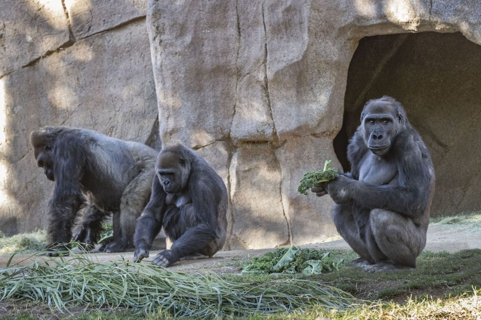 Los gorilas del zoo de San Diego se recuperan totalmente tras contraer covid